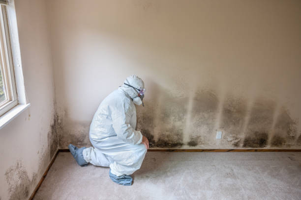 Best Commercial Mold Inspection  in Woodcrest, CA